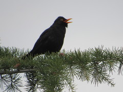 Turdus merula