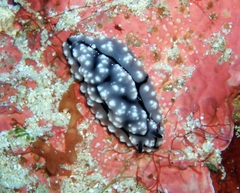 Phyllidiopsis krempfi