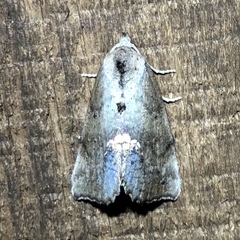 Hypsoropha hormos