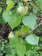 Populus deltoides deltoides