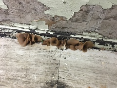 Peziza domiciliana