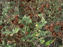 Cistus creticus eriocephalus