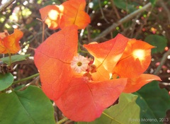 Bougainvillea
