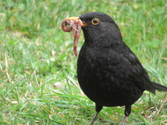 Turdus merula