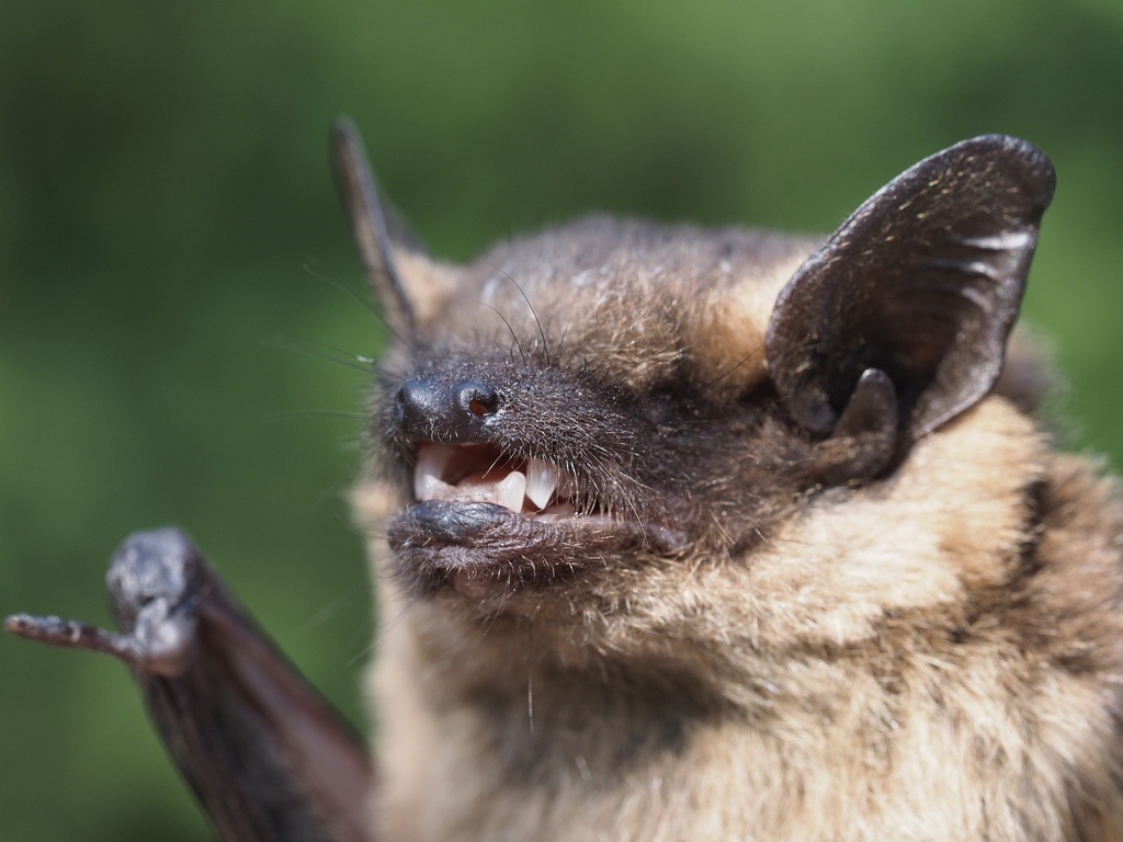 Serotine