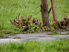 Sturnus vulgaris