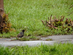 Sturnus vulgaris