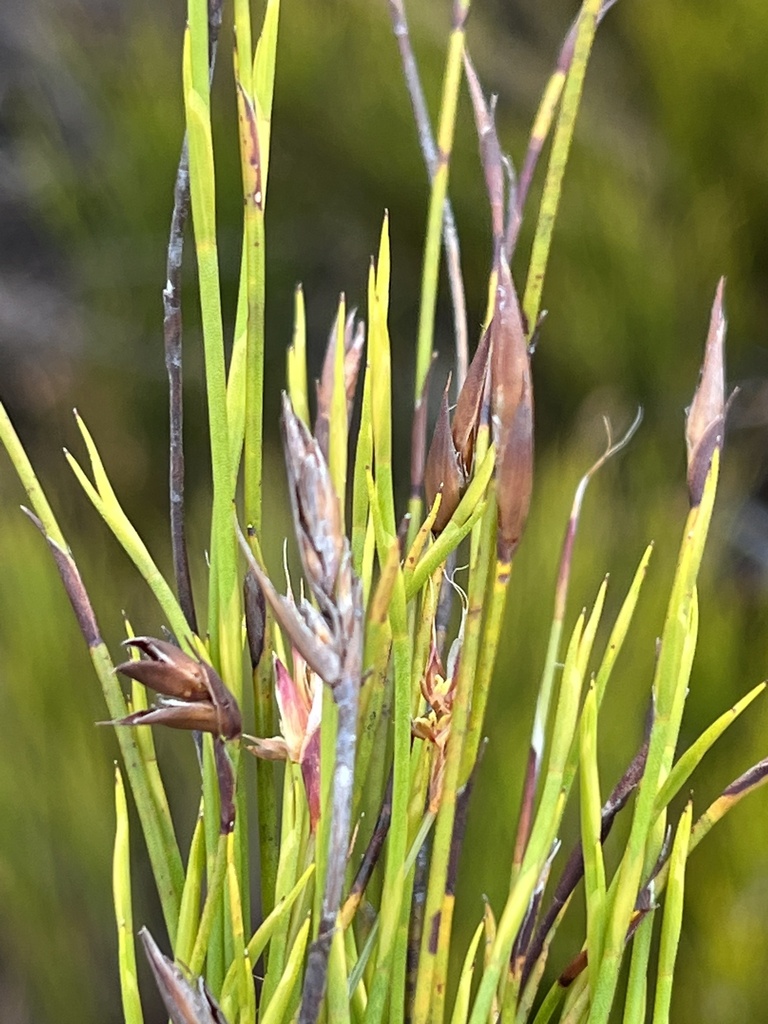Platycaulos anceps