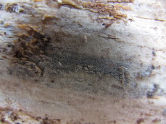 Resinicium bicolor