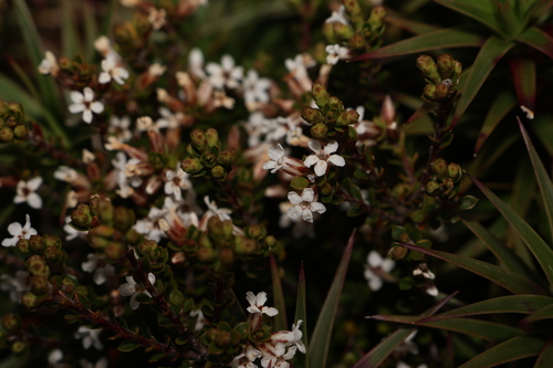 Image of Epacris serpyllifolia by (c) Greg Tasney, some rights reserved (CC BY-SA)