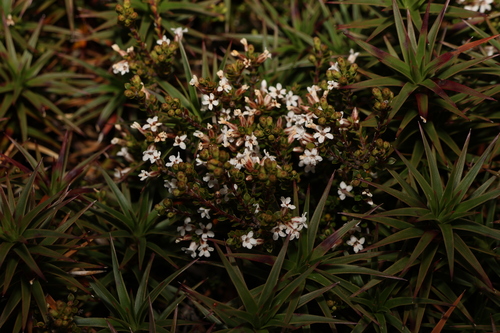 Image of Epacris serpyllifolia by (c) Greg Tasney, some rights reserved (CC BY-SA)
