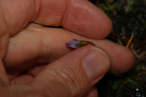 Wahlenbergia saxicola, photograph 2