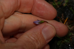 Wahlenbergia saxicola, photograph (c) Greg Tasney, some rights reserved (CC BY-SA)