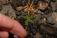 Wahlenbergia saxicola, photograph (c) Greg Tasney, some rights reserved (CC BY-SA)