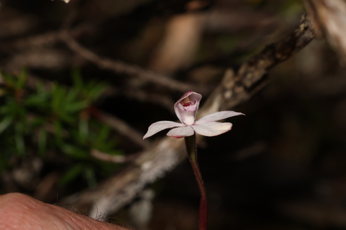 Image of Caladenia alpina by (c) Greg Tasney, some rights reserved (CC BY-SA)