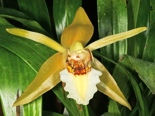 Lawrence's Coelogyne