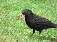 Turdus merula