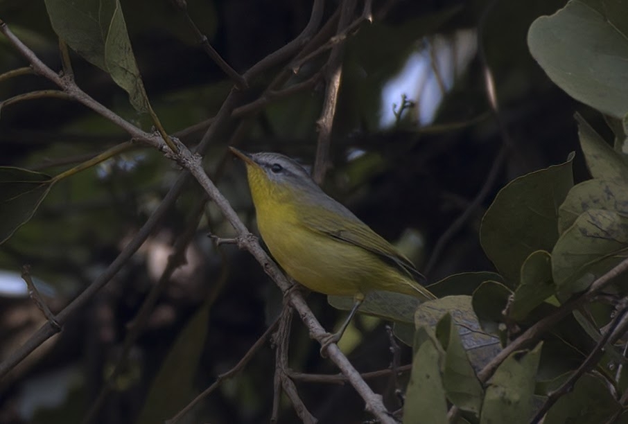Grey-hooded Warbler