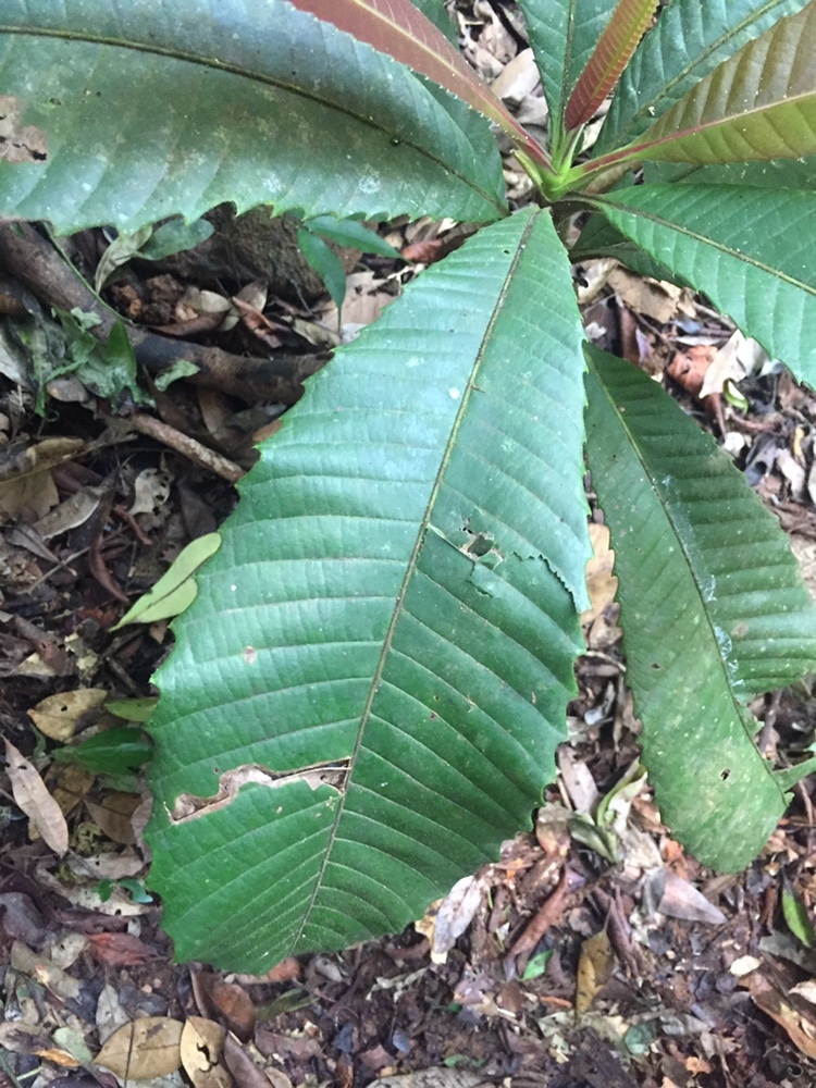 Dillenia bracteata