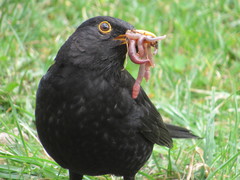 Turdus merula