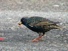 Sturnus vulgaris