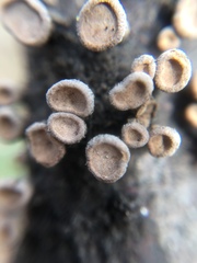 Porodisculus pendulus