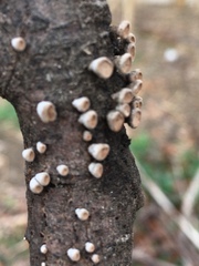 Porodisculus pendulus