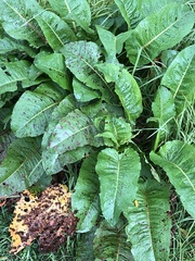 Rumex sanguineus
