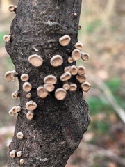 Porodisculus pendulus