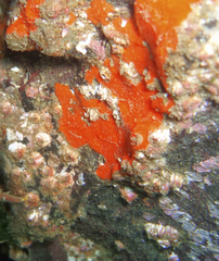 Clathria