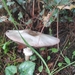 Agaricus moelleri (Agaricus moelleri)
