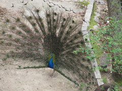 Pavo cristatus