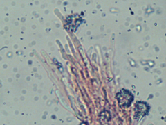 Resinicium bicolor