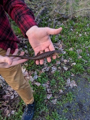 Elgaria multicarinata scincicauda