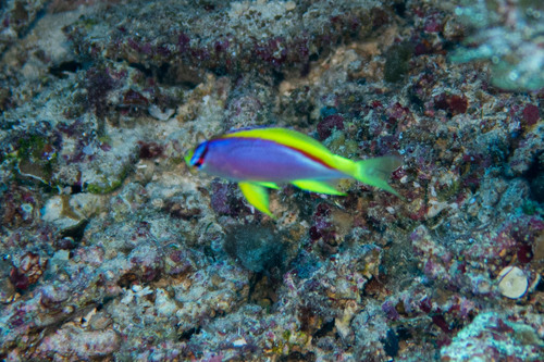 Pseudanthias ventralis observed 2023-11-23