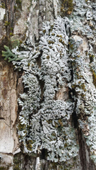 Physconia subpallida