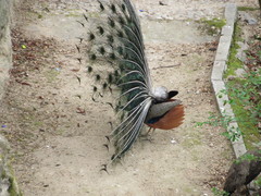 Pavo cristatus