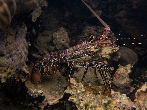 Panulirus longipes (A.Milne-Edwards, 1868)