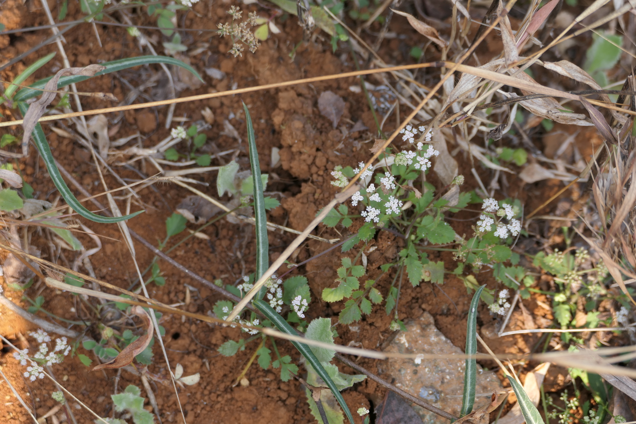 Pimpinella adscendens