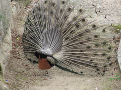 Pavo cristatus