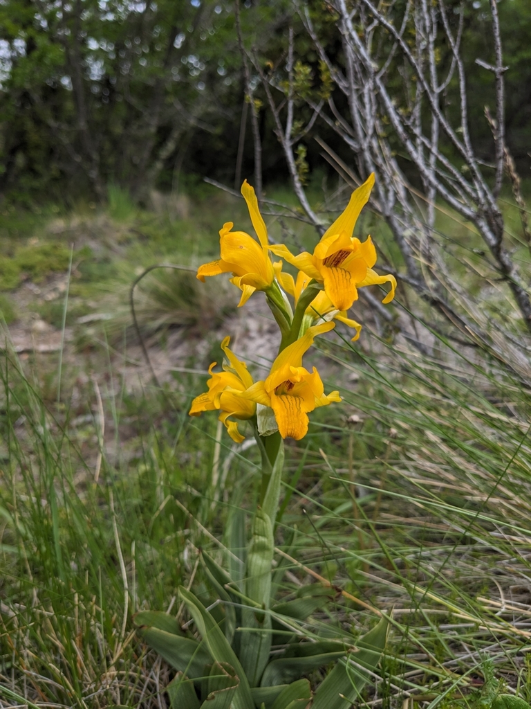 Chloraea alpina