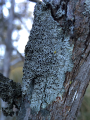 Hyperphyscia syncolla