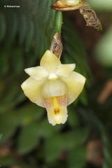 Dendrobium leonis