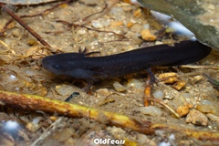 Hainan Knobby Newt photo 4