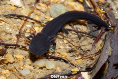 Hainan Knobby Newt photo 3