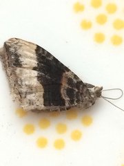 Xanthorhoe defensaria