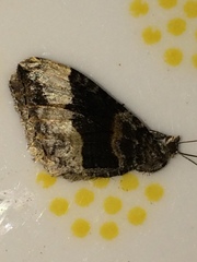 Xanthorhoe defensaria