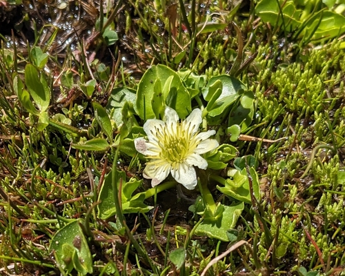 Image of Caltha sagittata by (c) Todd Boland, some rights reserved (CC BY)