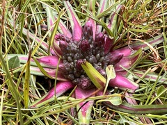 Saussurea stella, photograph (c) TonyT, some rights reserved (CC BY)