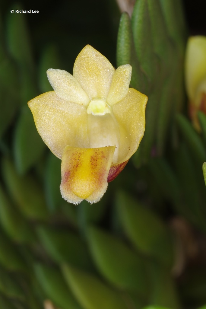 Dendrobium leonis (Lindl.) Rchb.f.